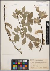 Foto von Salix caprea L. x Salix lapponum L.